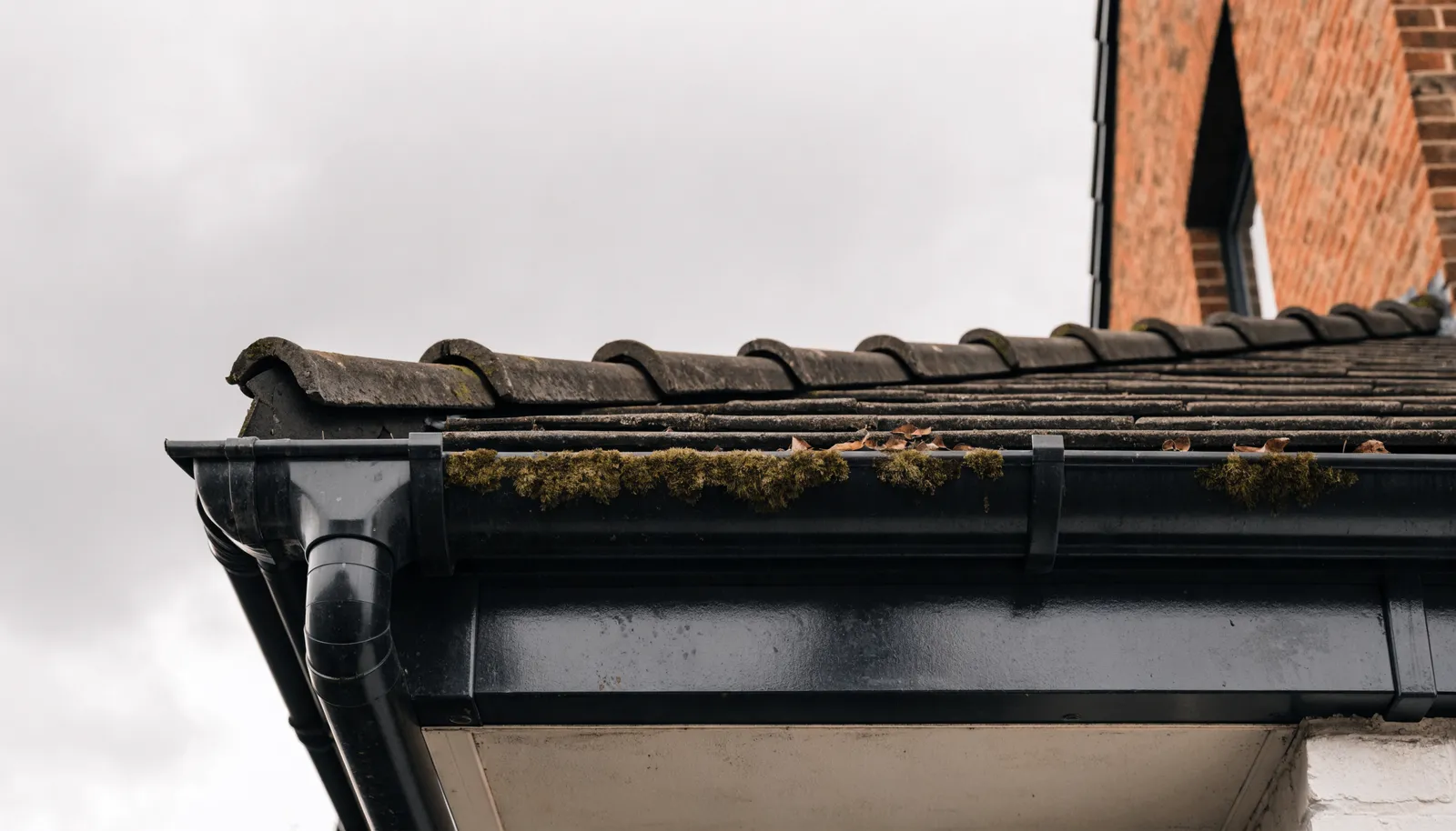 Black UPVC guttering along the eaves of a house with moss and leaf debris in it